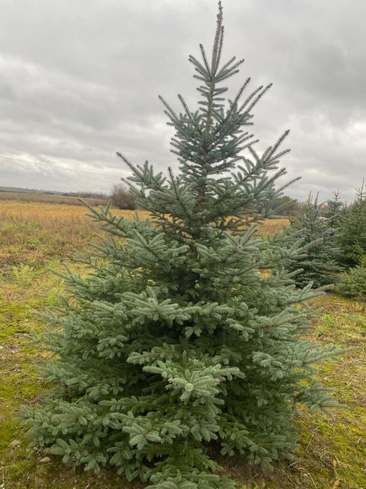 Świerk zielony, srebrny