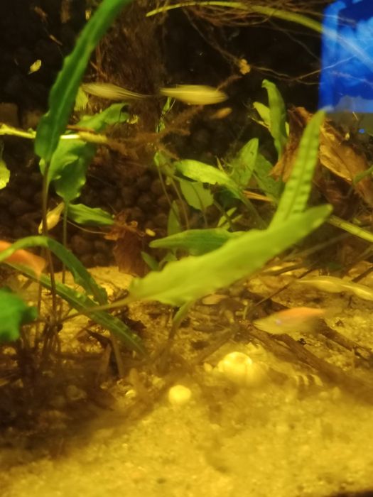 Danio lamparci, pręgowany, kardynałek chiński, brzanka brokatowa