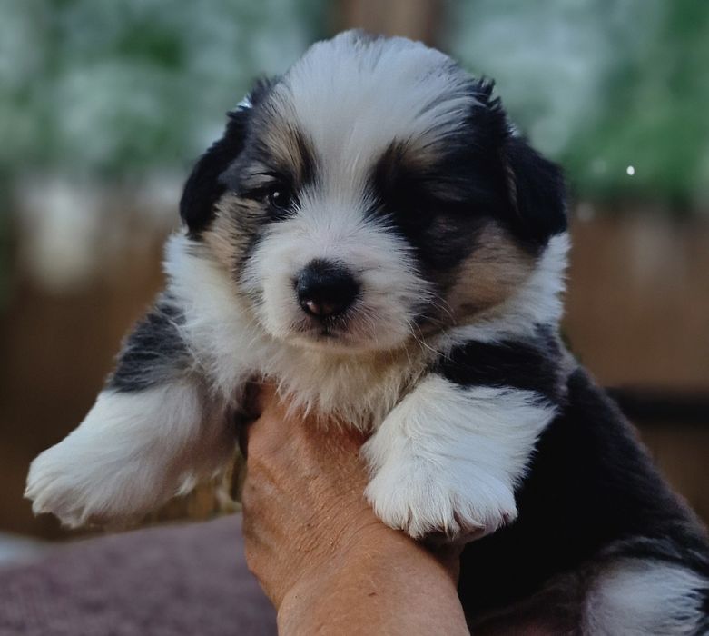 Вельш Корги Пемброк