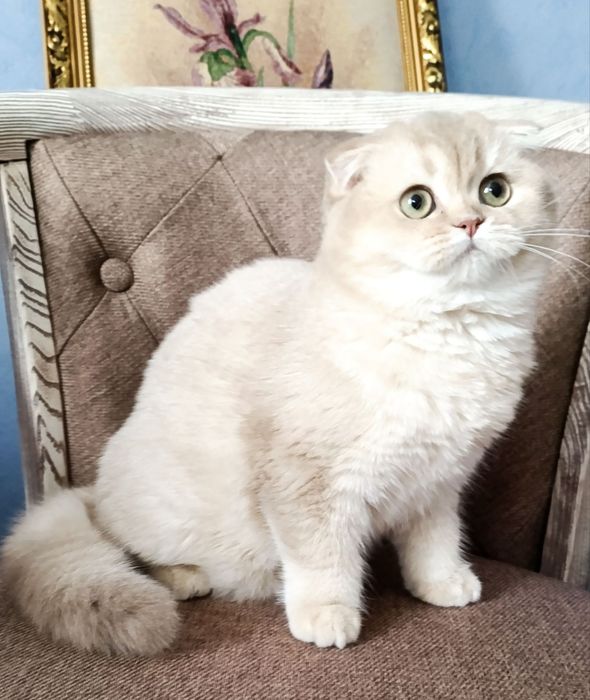 Киев Серебристый вислоухий котик, котенок, красивый малыш. Котята