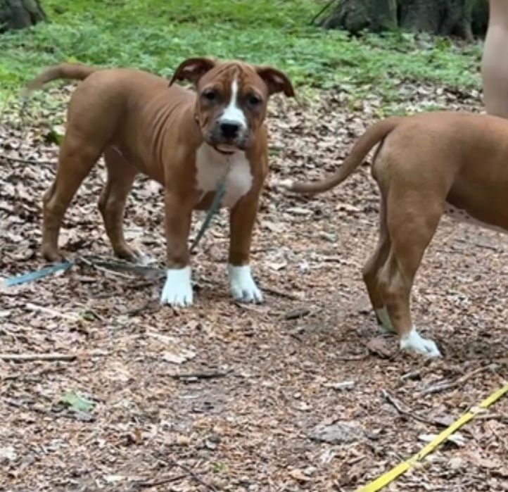 Suczka Amstaff FCI zkwp