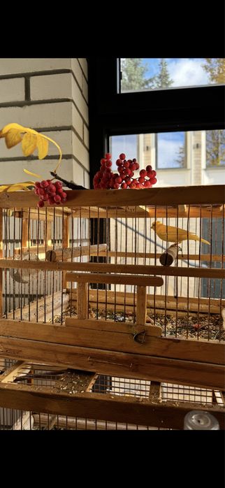 Клетки для канареек и …