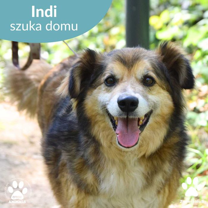 Cudowny, kudłaty Indi do adopcji!