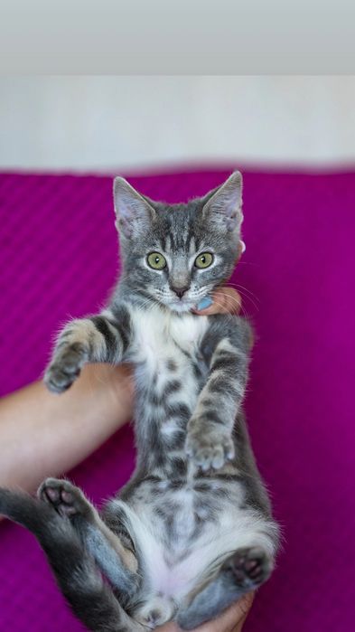 Спасите котенка Печеньку с клетки (бесплатно)