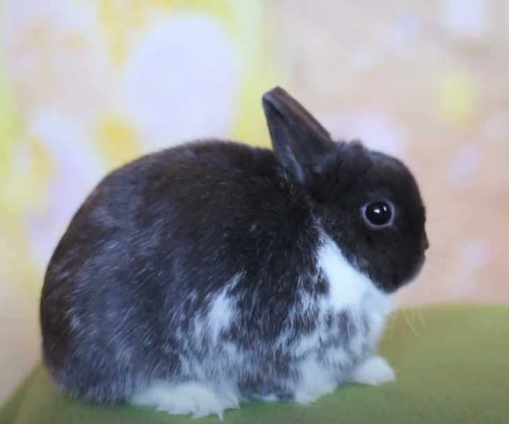Шоу клас! Нідерландський карлик, кролик декоративний