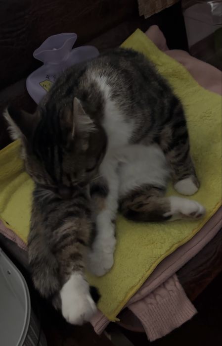 Кошка девочка молодая