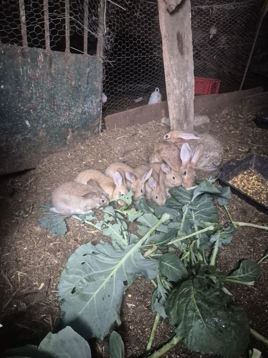 Vendo coelhos caseiros