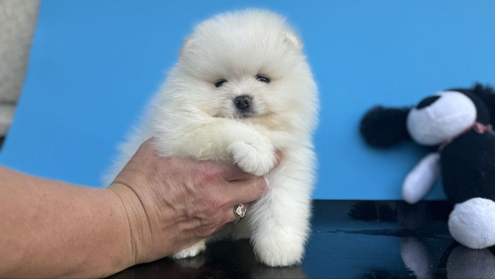 Цікавий хлопчик шпиць