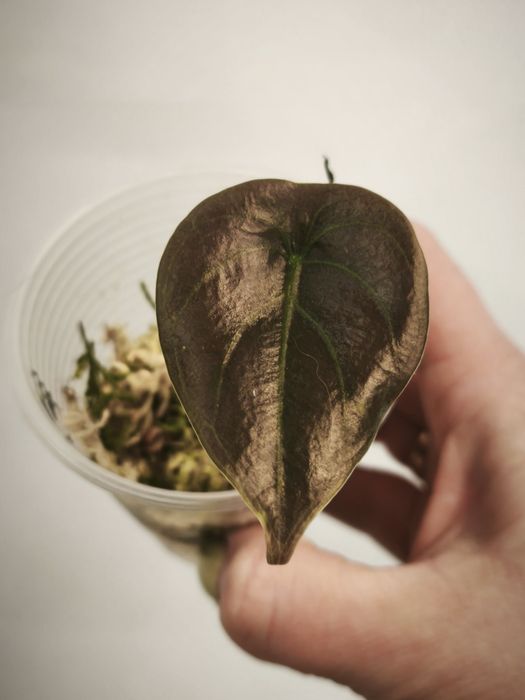 Алоказия Ред Сикрет