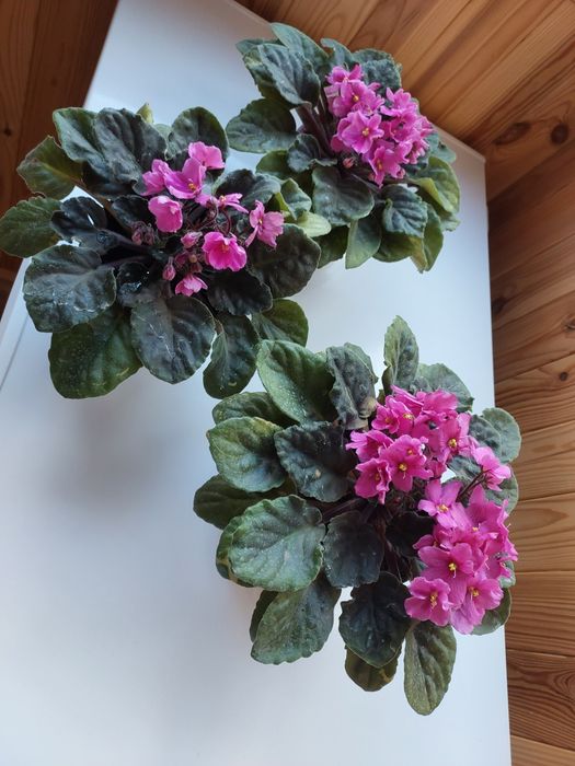 Продам фіалки постійно квітучі