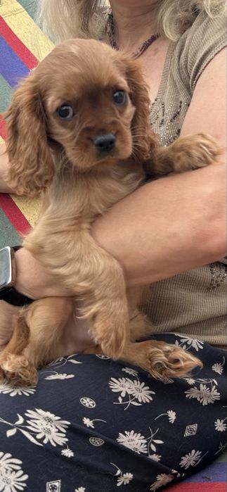 Cavalier ruby chłpak