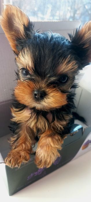 Маленькие мальчики мини