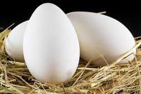 гусяче яйце для інкубації