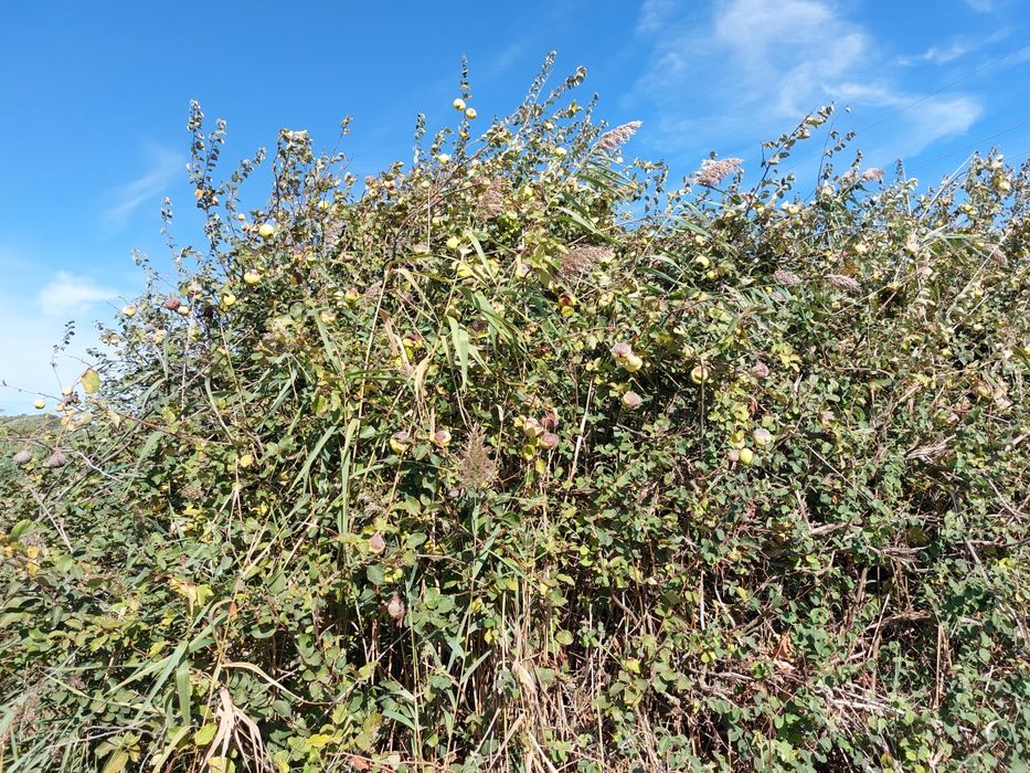 Marmelos E Gamboas . Biológicos.