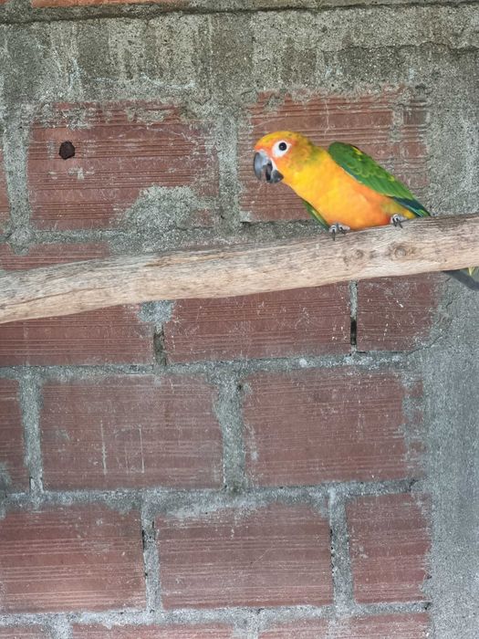 Loris molucanus e aratinga sol