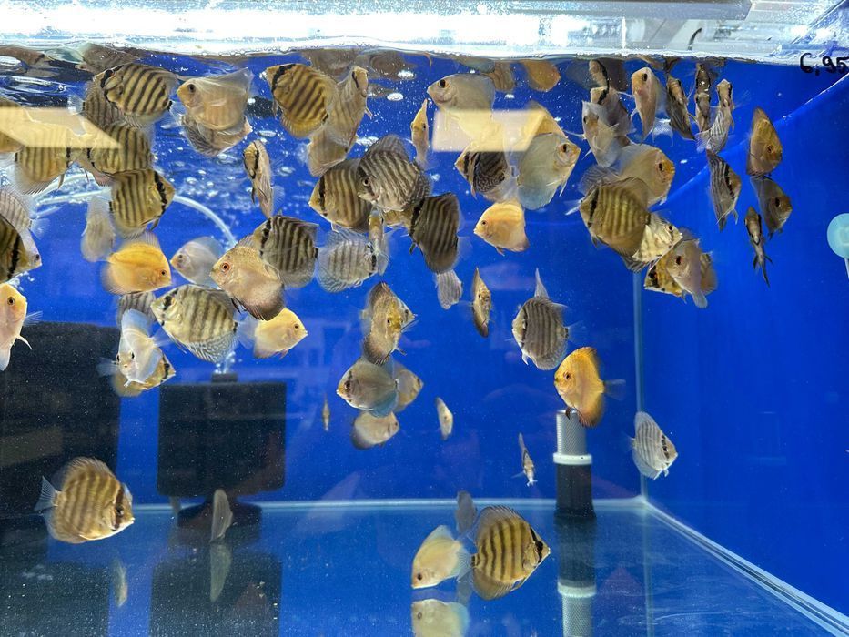 Paletki Discus Dyskowce mix odmian ok. 5cm