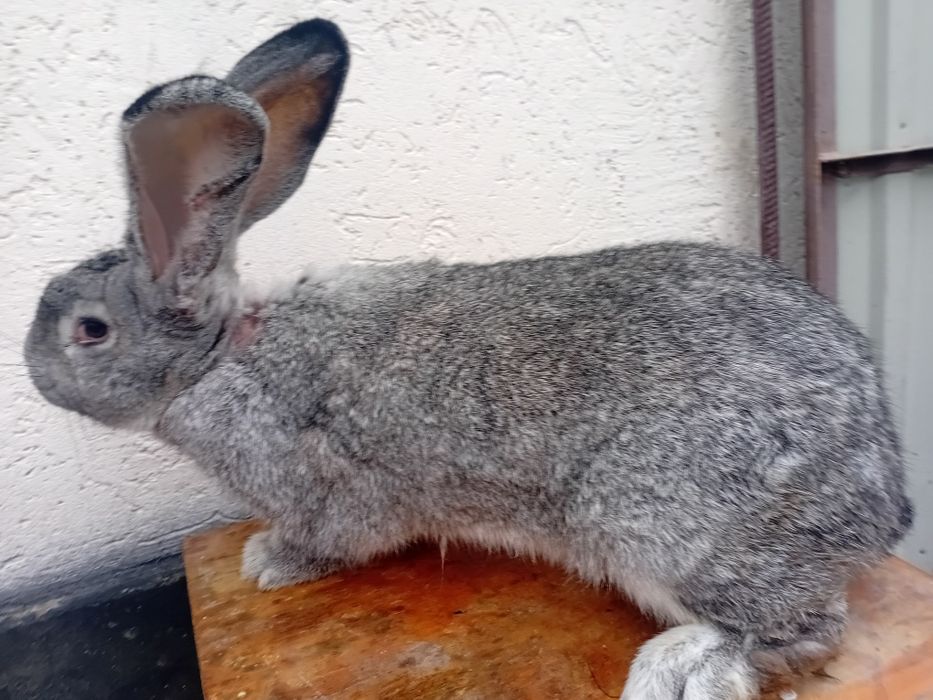 Кролі сірий великан