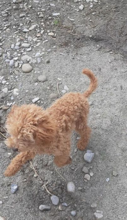Toy poodle red ‼️