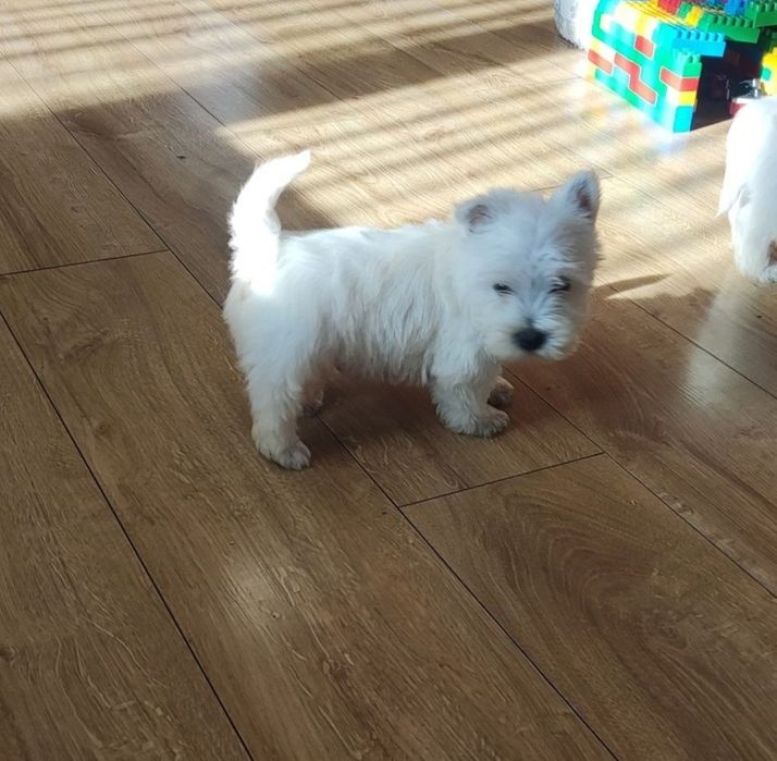West highland terrier