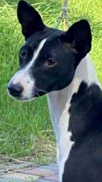 Цуценята басенджи для справжніх поціновувачів