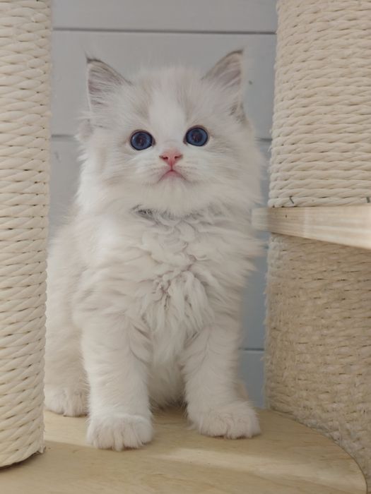 Kotka rasy Ragdoll FPL