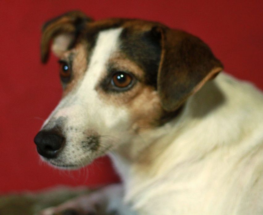 Девочка джек рассел триколор.  В хорошие руки.  Срочно.