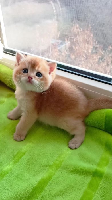 Дуже гарний котик золота шиншила шотландський прямовухий