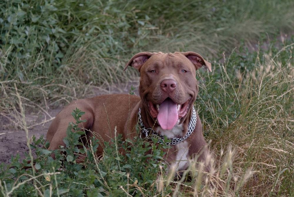 Пітбуль на вʼязку (розвʼязаний)