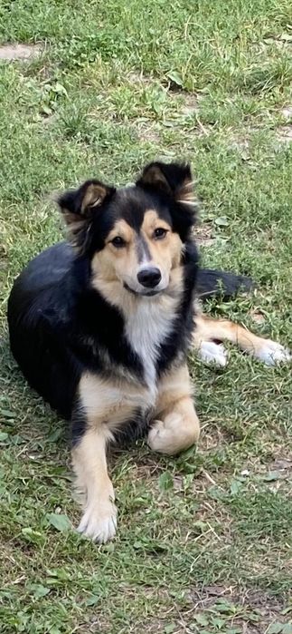 Стерильная пушистая собака