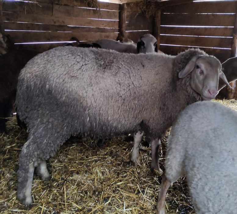 Продам барана мириноланшафта!