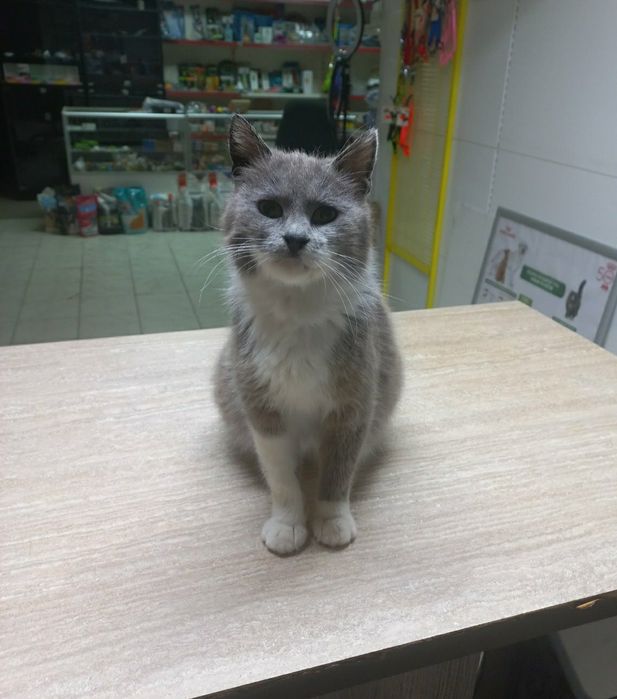 Чарівна кішка-компаньон шукає сім'ю