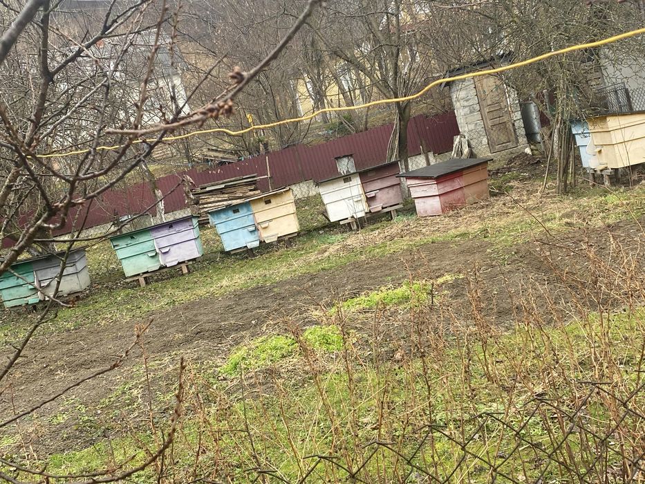 Вулики двох сімейні.