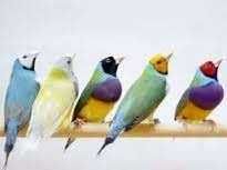 Troco 300 diamantes gould