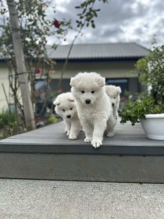 Szczeniaki Samoyed gotowe do odbioru