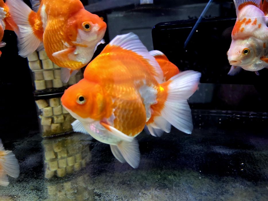 Welonka ryukin red and white broad tail (PROMOCJA)