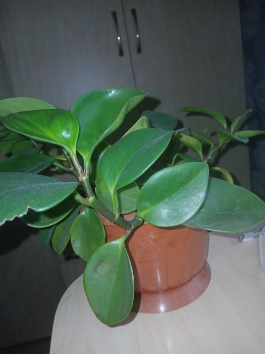 Кімнатні рослини (Вазони )