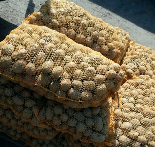 Ziemniaki wielkość sadzeniak