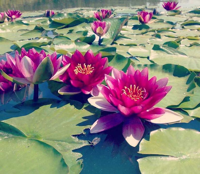 Lilia wodna Lilie wodne różne odmiany i kolory