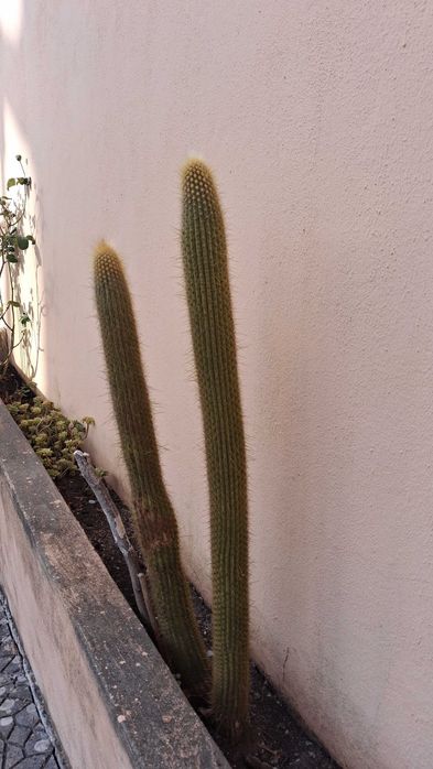 Cactos em terra para transplantar