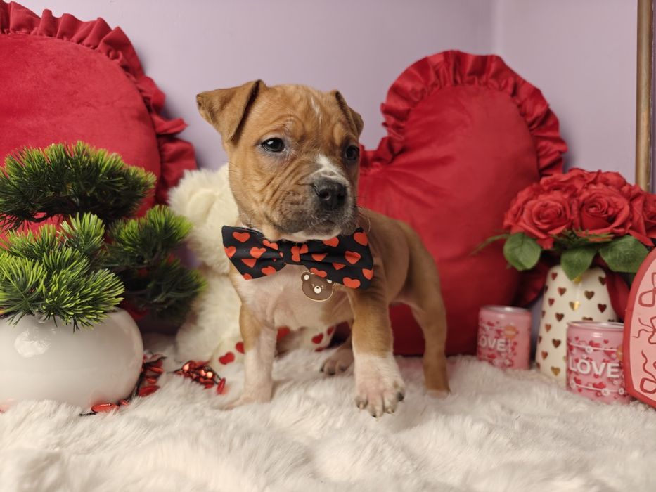 Piękna suczka Amstaff!