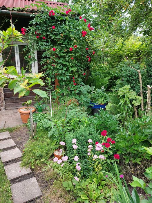 Działka ROD w centrum Krakowa