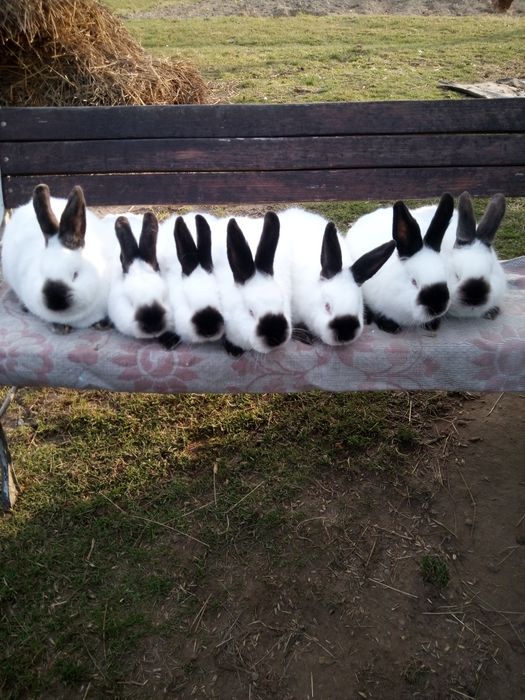 Кролі. Каліфорнійці