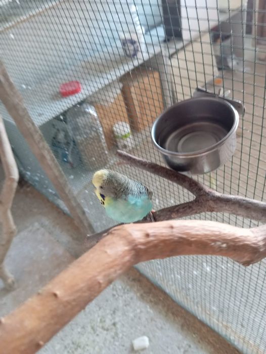 Periquitos para vender