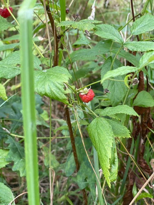 Działka 1 ha z domem, blisko Warszawy NOWA CENA !