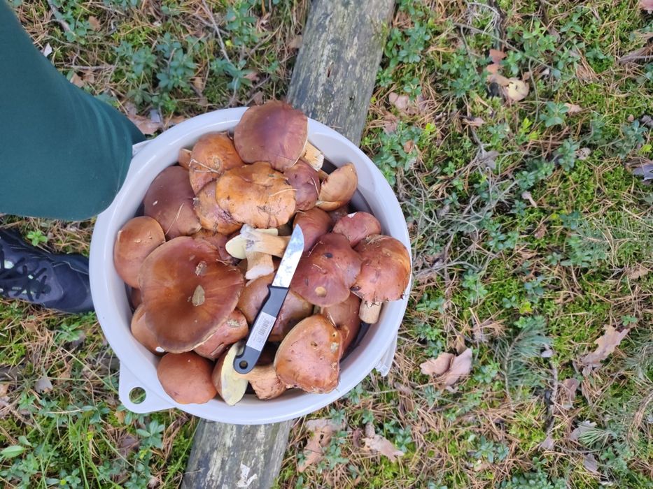 Sprzedam grzyby świezo zbierane