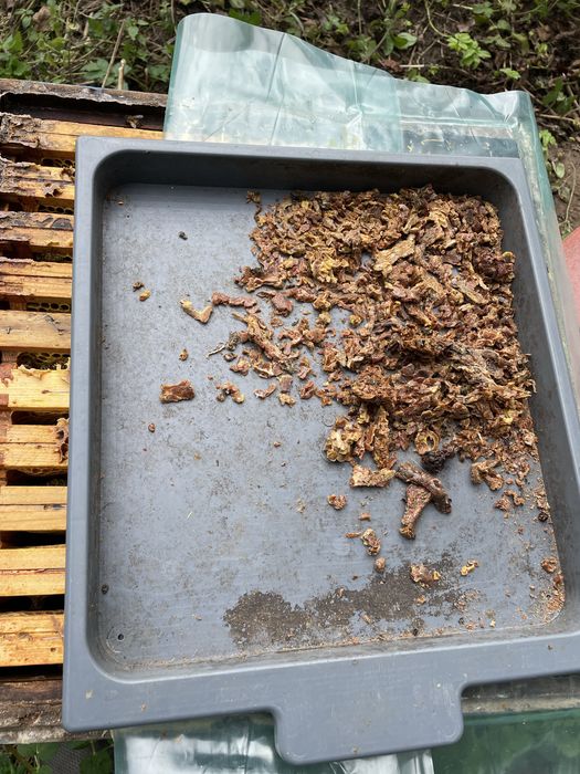 Propolis kit pszczeli 1 kg 250 zł