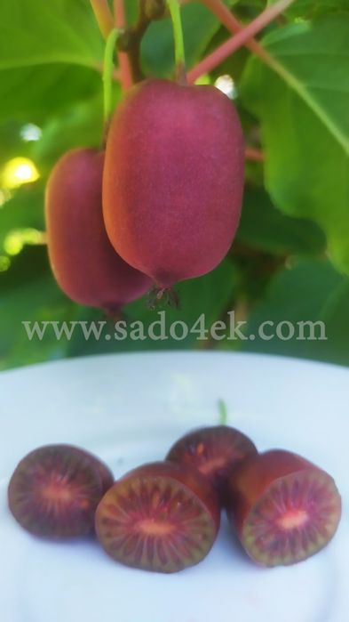 Актинідія (міні-ківі). 1-2-3-4 річні саджанці.