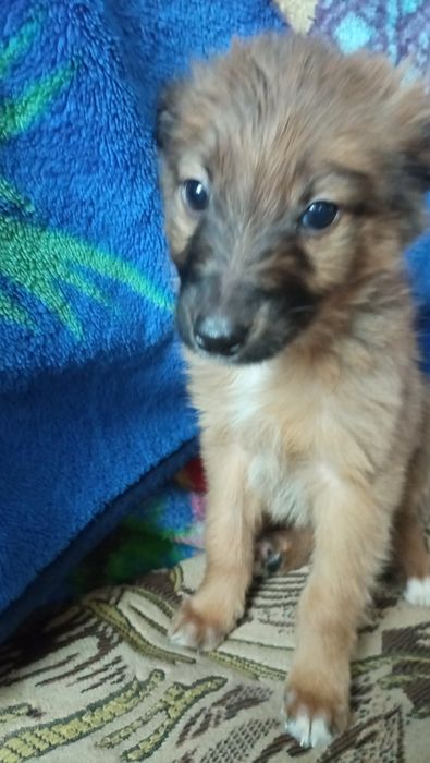 Милі цуцики шукають люблячу родину