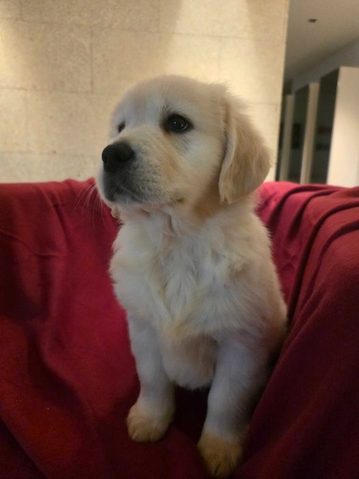 Golden retriever com lop, afixo e de linhagens de multicampeões