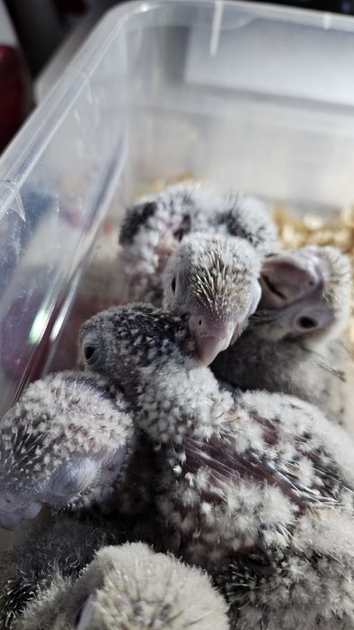 Pyrrhuras mollinae para acabar de criar a mão